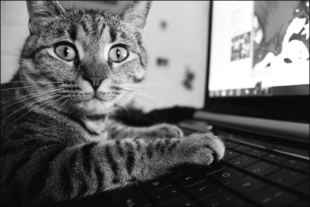 catonkeyboard-bw.jpg